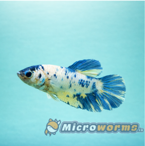 Multi galaxy plakat-female-#4367