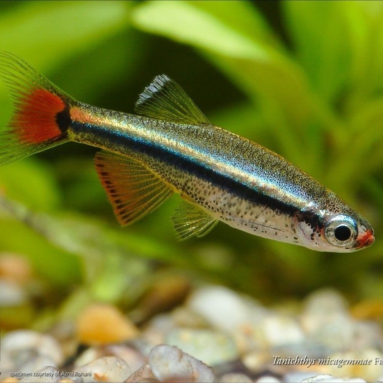 White Cloud Mountain Minnow (Mountain Meno) – Tanichthys albonubes – Live Aquarium Fish