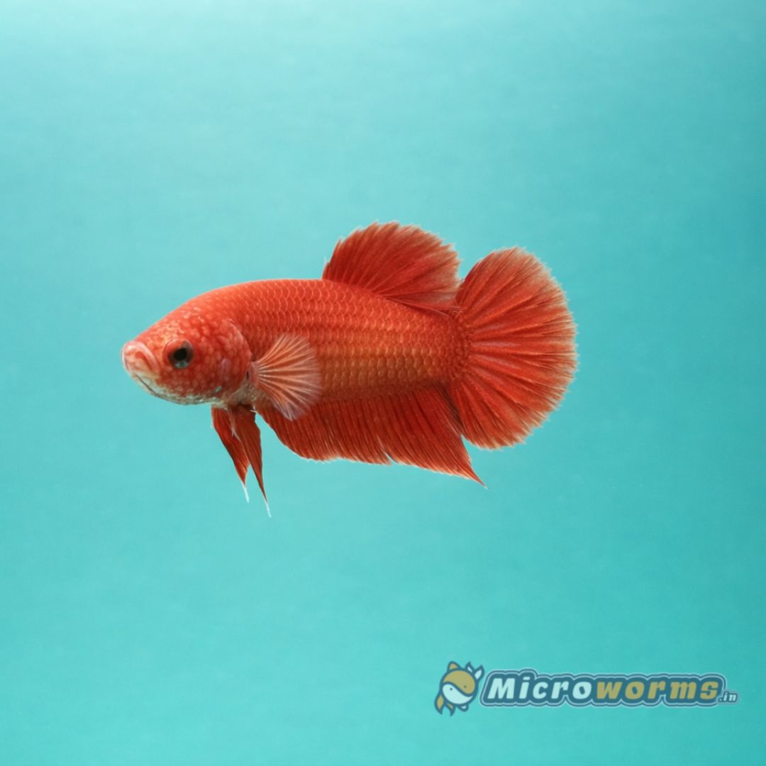 Solid red plakat betta fish