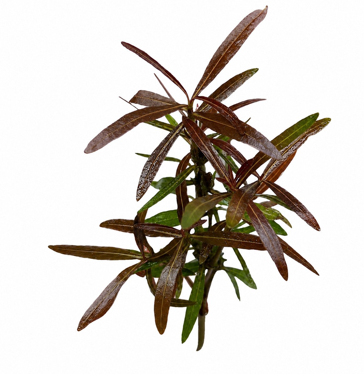 Hygrophila Araguaia