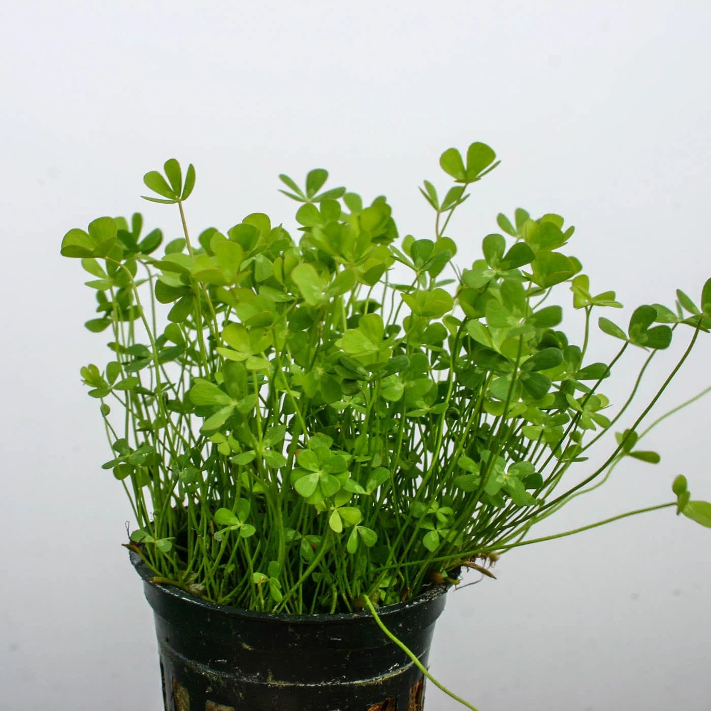 Marsilea Hirsuta