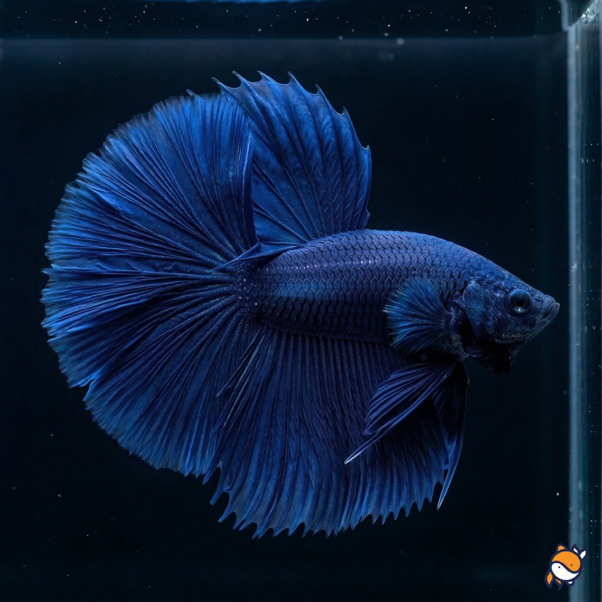 Blue OHM Betta Male