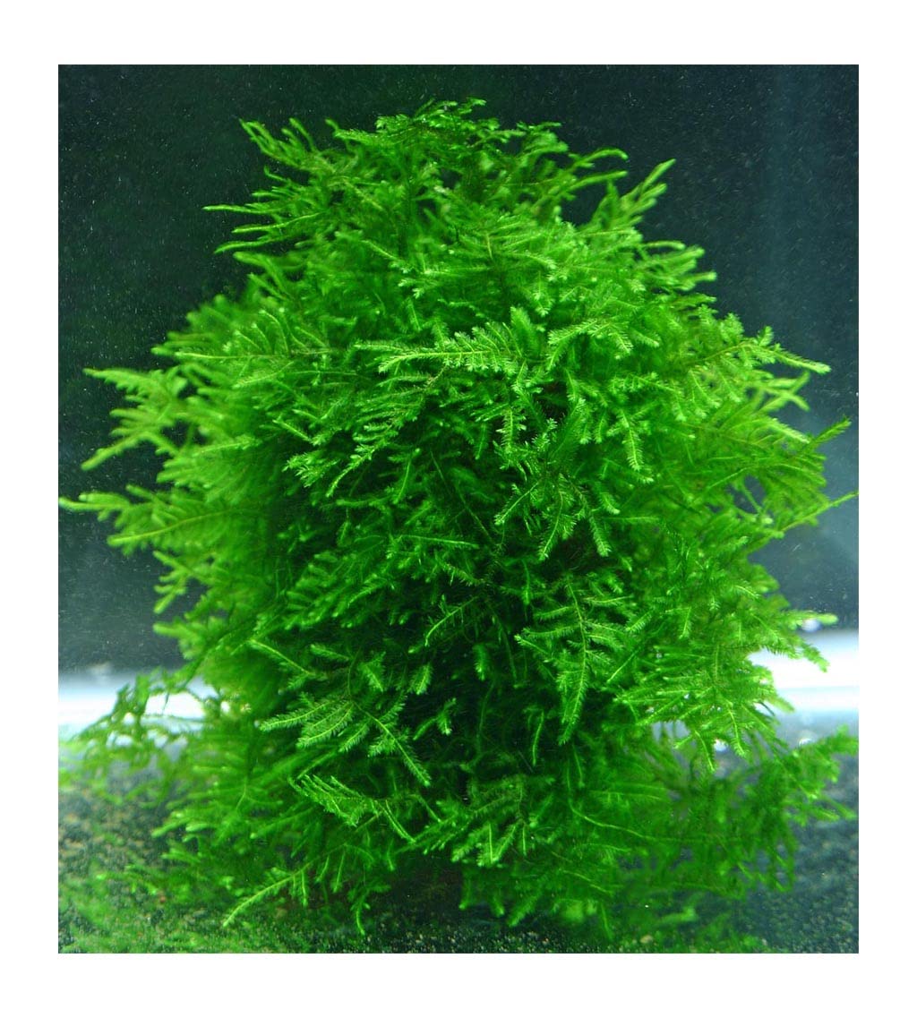 Emerald Fan Peacock Moss – Live Aquarium Plant (3x3 inch)