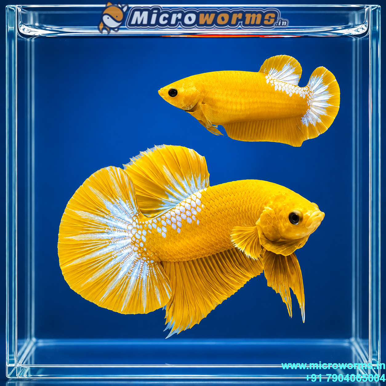 Yellow Hellboy Betta – Breeding Pair – Premium Thai Line – Live Betta Fish
