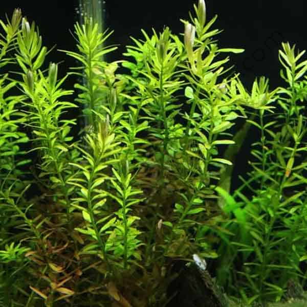 Rotala rotundifolia Green – Aquarium Stem Plant – 1 Cup