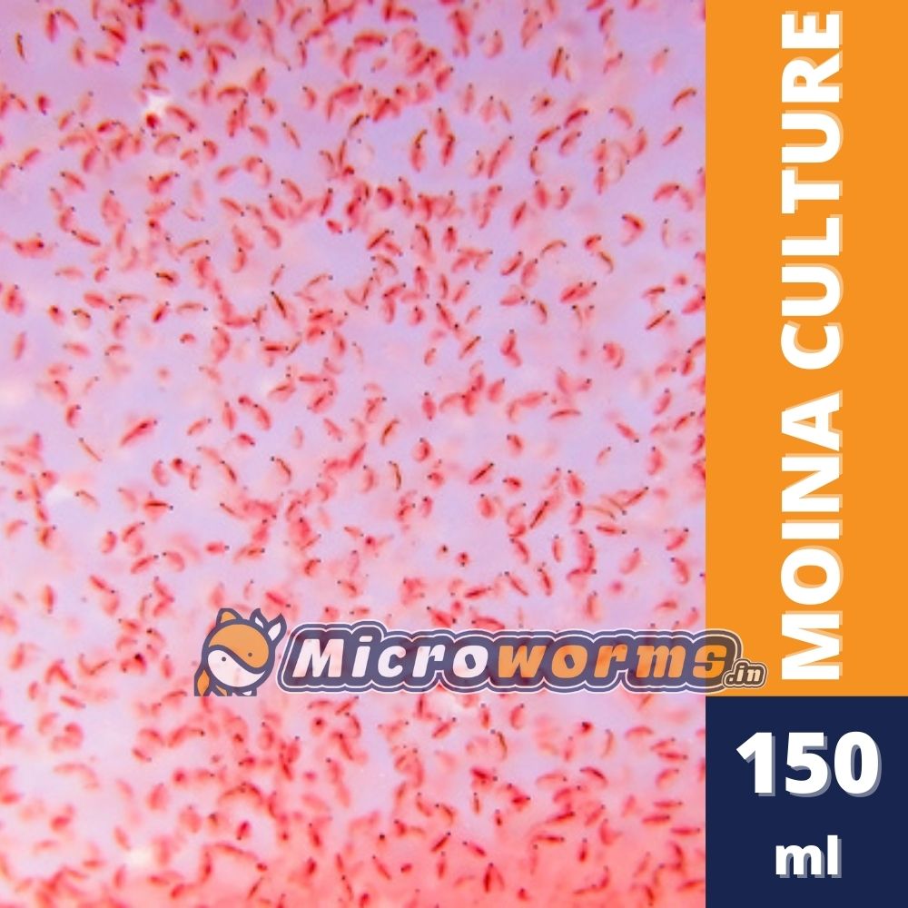 Moina Starter Culture