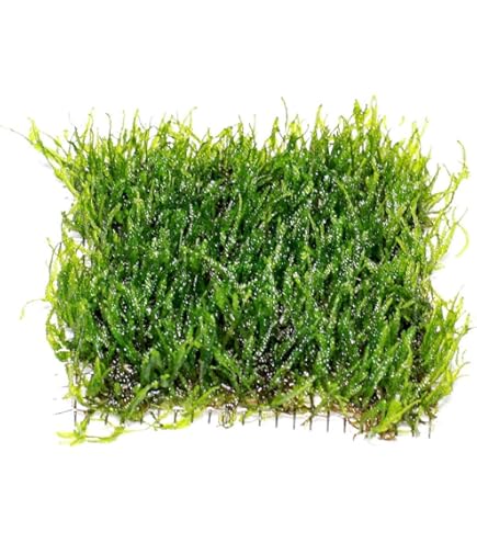 Needle Point Spiky Moss – Live Aquarium Plant (3x3 inch)
