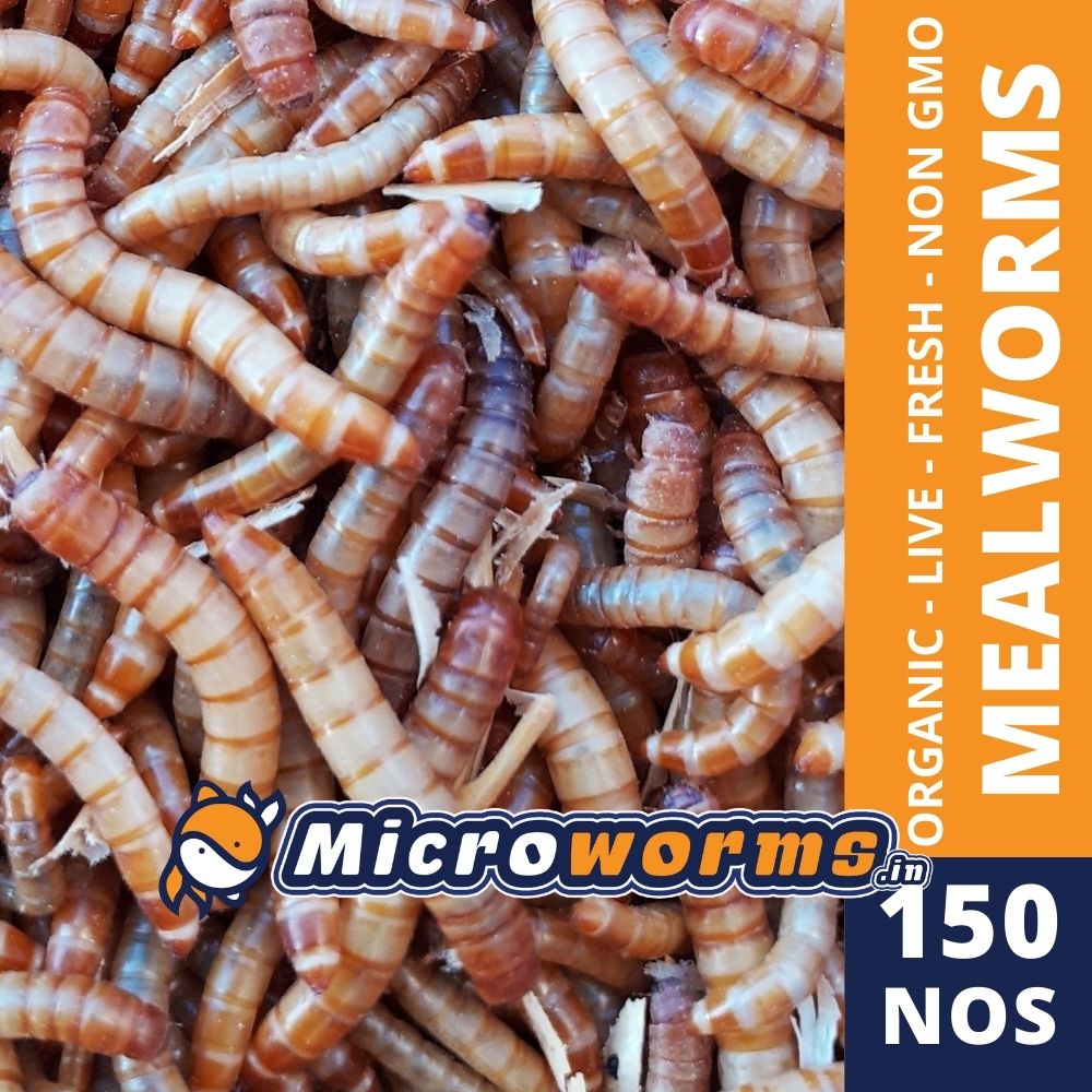 Live Mealworms