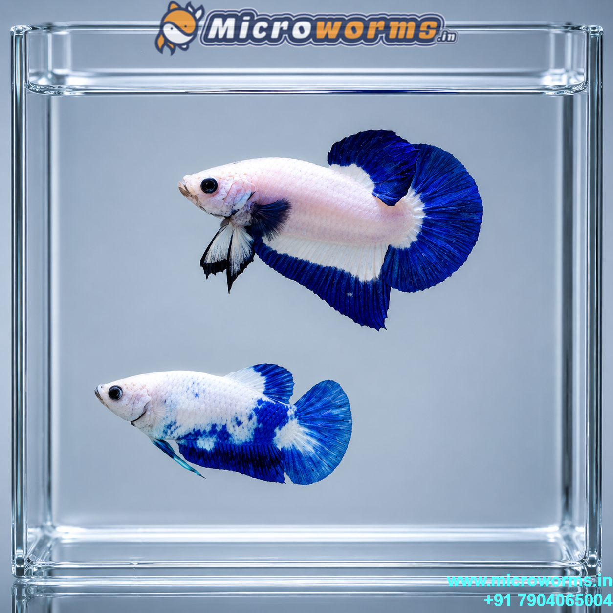Blue Rim Betta – Breeding Pair – Live Betta Fish
