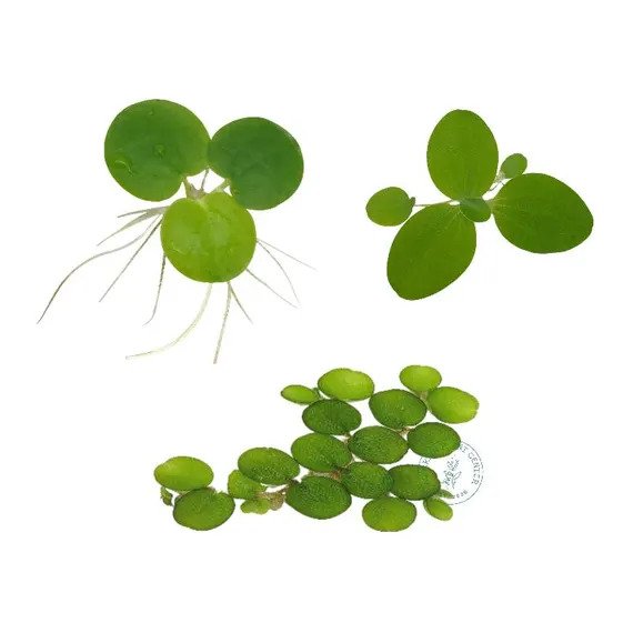 Amazon Frogbit 3 plants