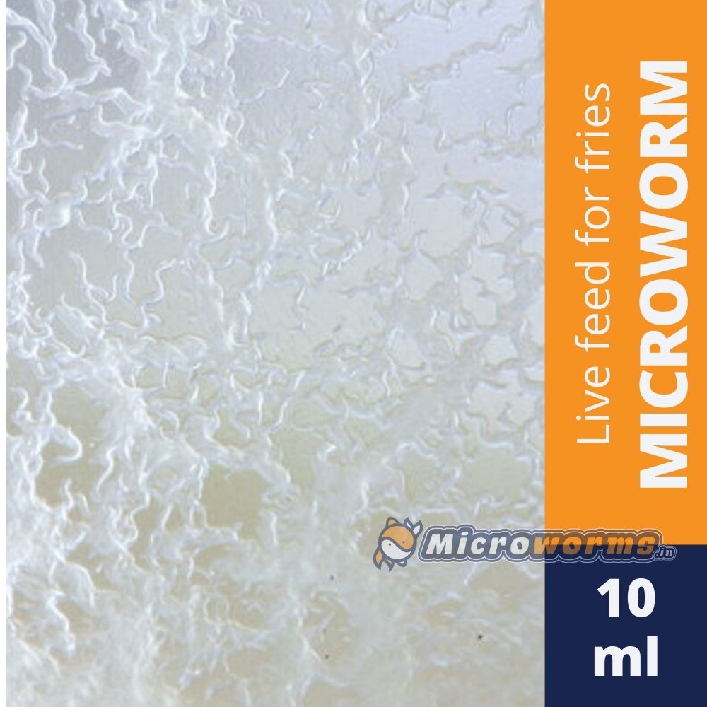Live Microworms Starter Culture - Rich Oats Medium  (100ml)