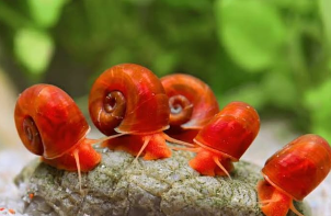 Red Ramshorn Snail – Freshwater Detritus Cleaner – Per Snail