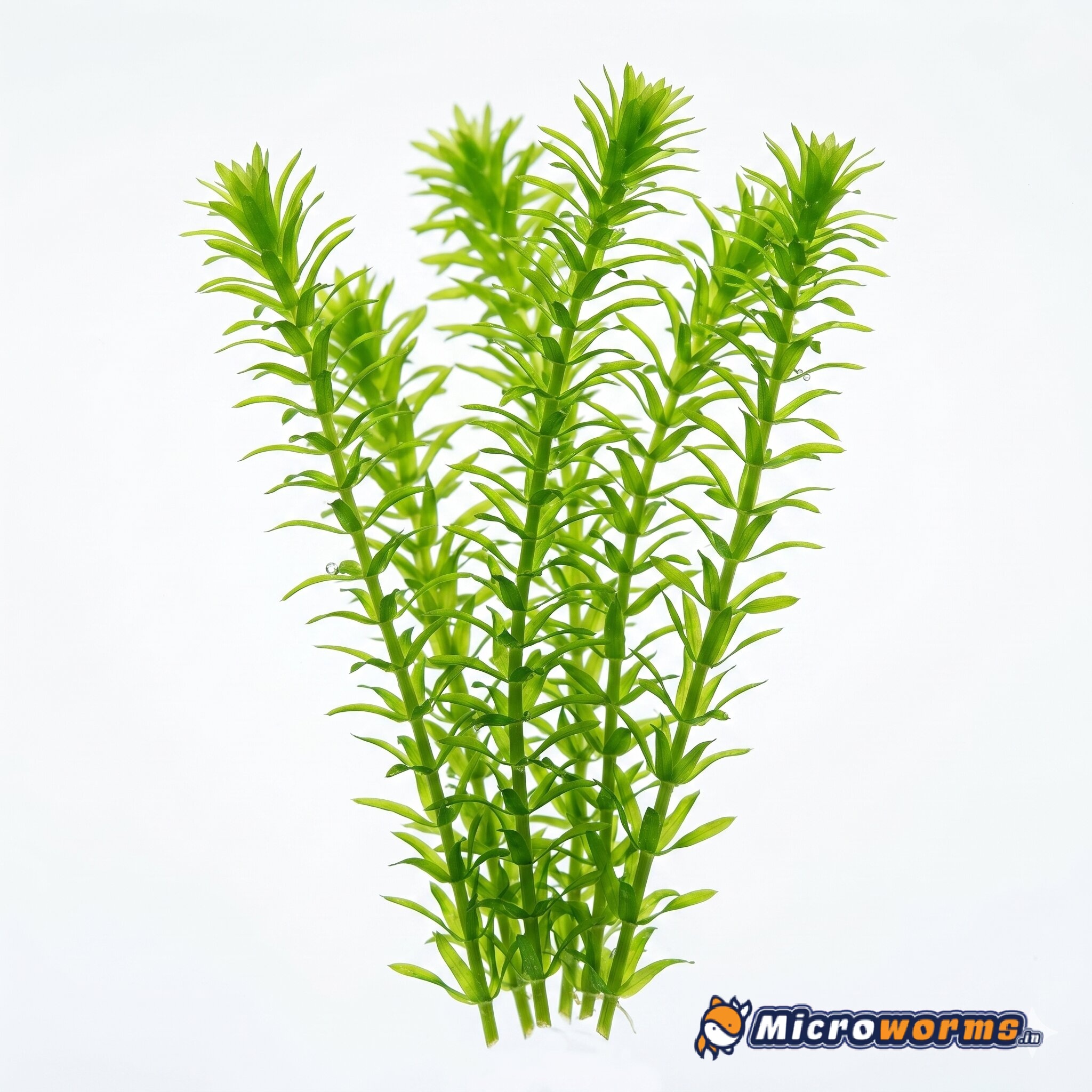 Emerald Whorl Hydrilla – Live Aquarium Plant
