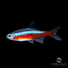 Cardinal Tetra – Paracheirodon axelrodi – Live Aquarium Fish