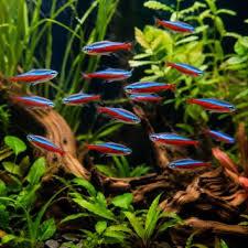 Cardinal Tetra – Paracheirodon axelrodi – Live Aquarium Fish