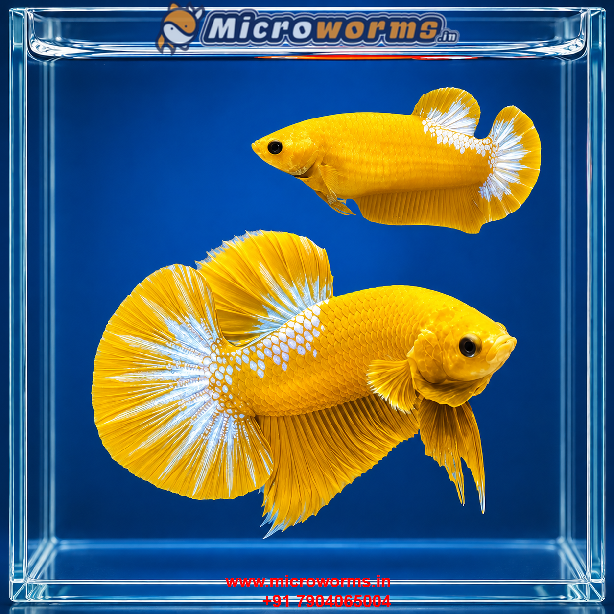 Yellow Hellboy Betta – Breeding Pair – Premium Thai Line – Live Betta Fish