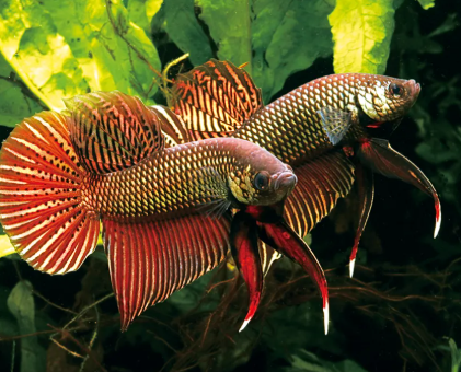 Copper Smaragdina Betta – Wild Mouthbrooding Betta