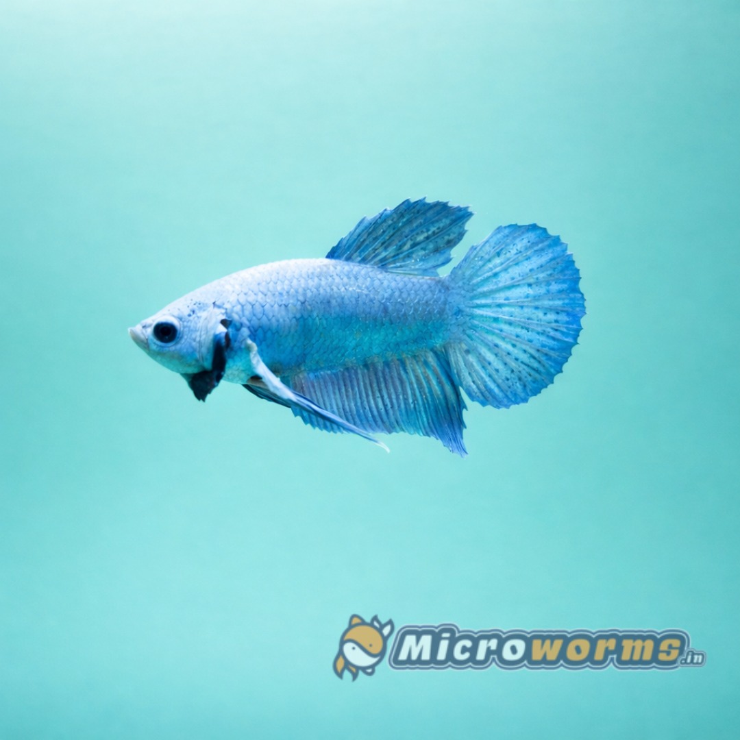 Solid blue plakat betta fish