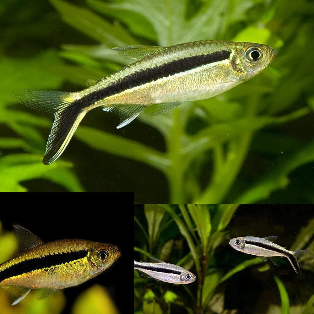 Hockey Stick Tetra (Penguin Tetra) – Thayeria boehlkei – Live Aquarium Fish