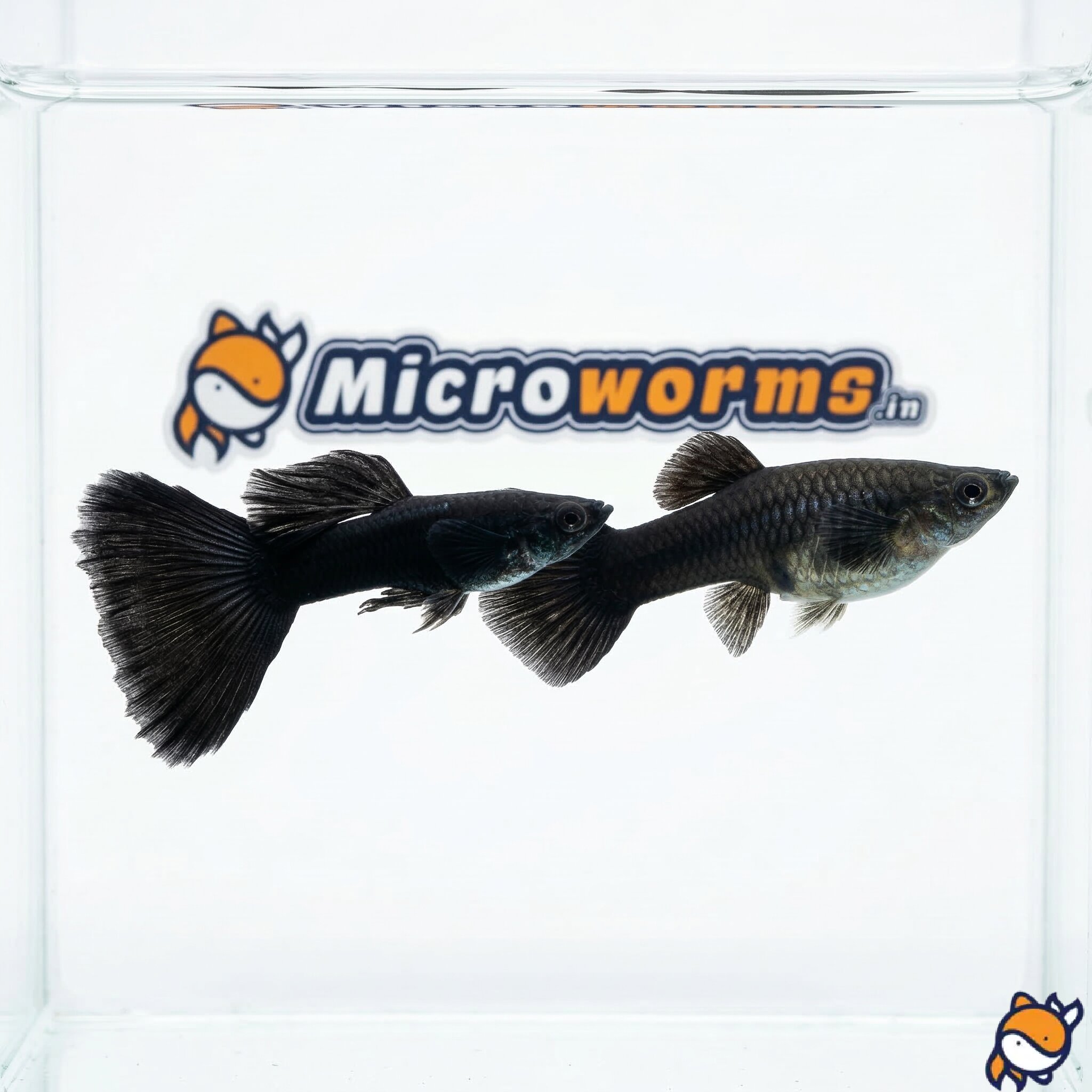 Jet Black Guppy Pair