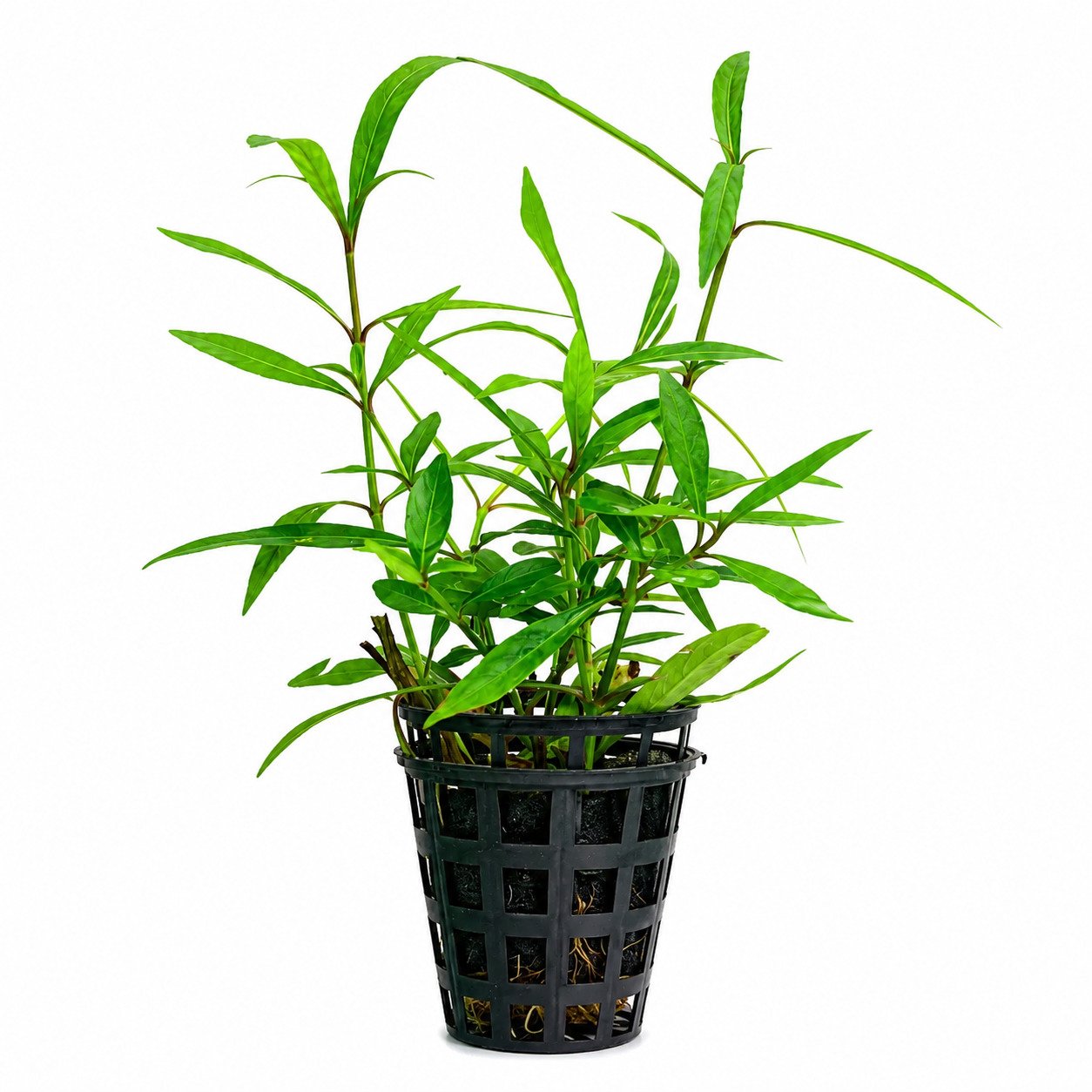 Hygrophila Angustifolia