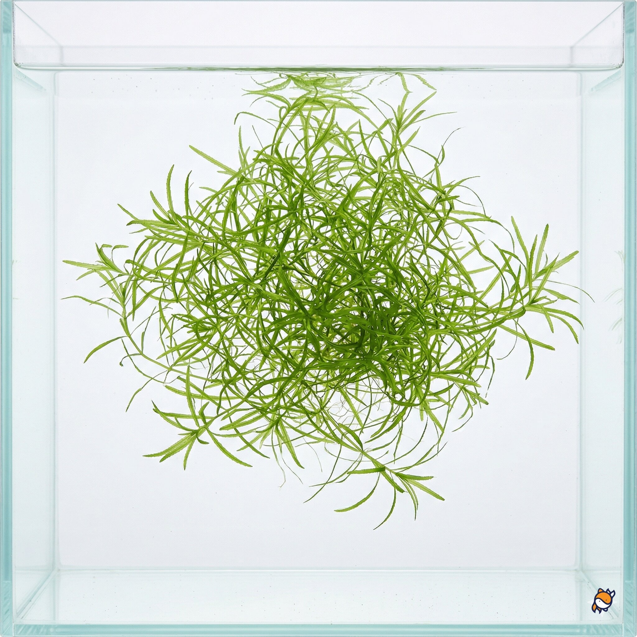Guppy Grass – Live Najas guadalupensis for Aquarium