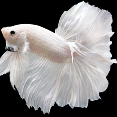 White OMH Betta Male