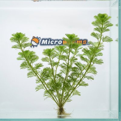 Green Cabomba Live Aquarium Plant (Cabomba caroliniana)
