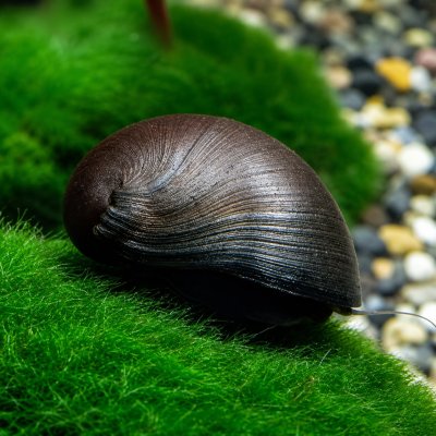 Military Helmet Snail – Freshwater Algae Grazer – Per Snail