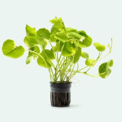 Brazilian Pennywort (Hydrocotyle leucocephala) – Aquarium Plant – 1 Cup