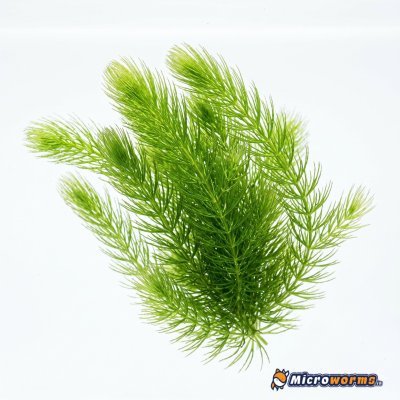 Hornwort / Foxtail – Live Aquarium Plant