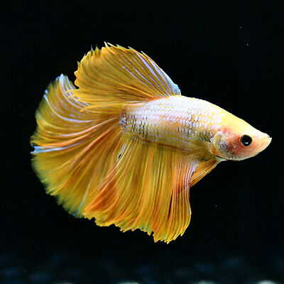 Yellow OHM Betta Male
