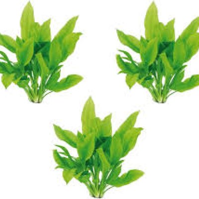 Amazon Sword Aquatic Plant – Echinodorus bleheri (Small to XL)