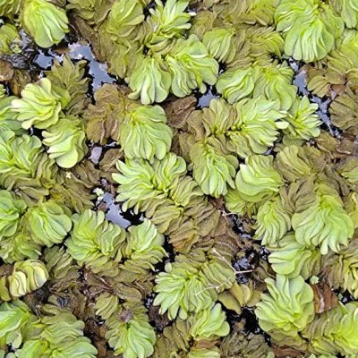 Giant Salvinia