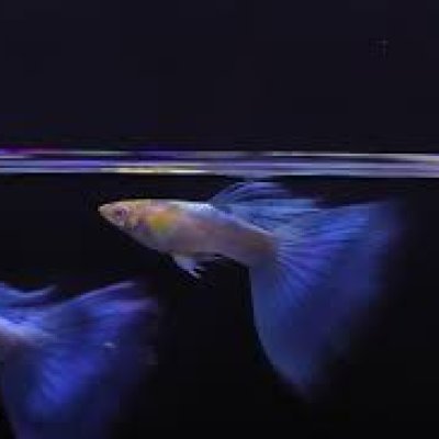 Albino Blue Topaz Guppy Pair