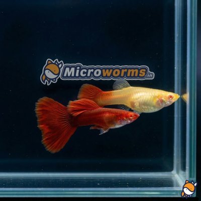 Albino Red Eye Guppy (AFR) Pair