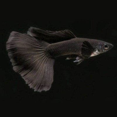 Jet Black Guppy Pair