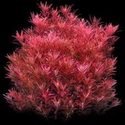 Rotala rotundifolia Red (Rottala Red) – Aquarium Stem Plant – 1 Cup