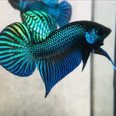 Blue Mahachai Wild Betta – Semi Adult