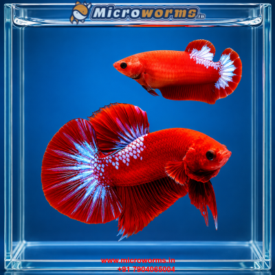 Red Hellboy Betta – Breeding Pair – Premium Thai Line – Live Betta Fish