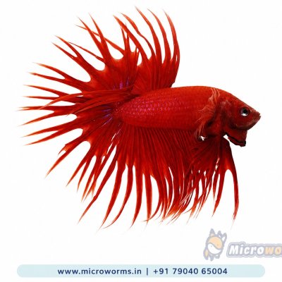Red Crown Tail Betta – Male – Vivid Red Spiked Crown Fin – Live Fish