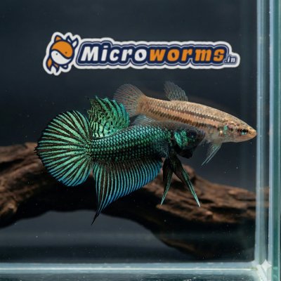 Green Mahachai Wild Betta Pair - Semi Adult