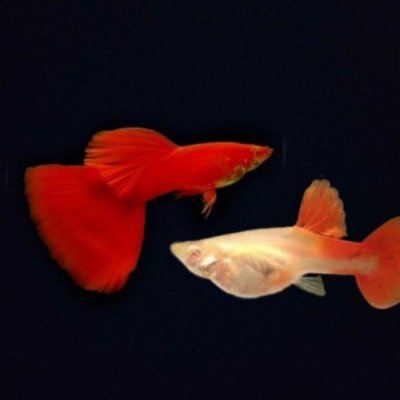 Albino Red Eye Guppy (AFR) Pair