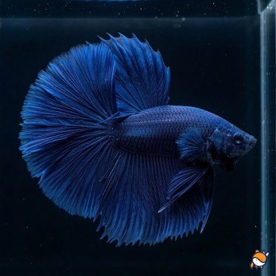 Blue OHM Betta Male