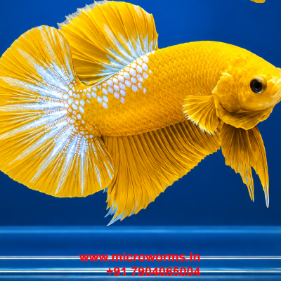 Yellow Hellboy Betta -Live Betta Fish