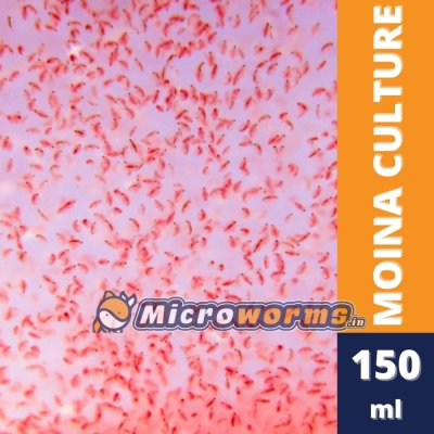 Moina Starter Culture