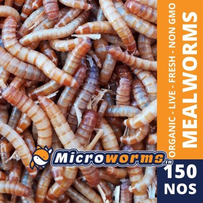 Live Mealworms - 150 pic
