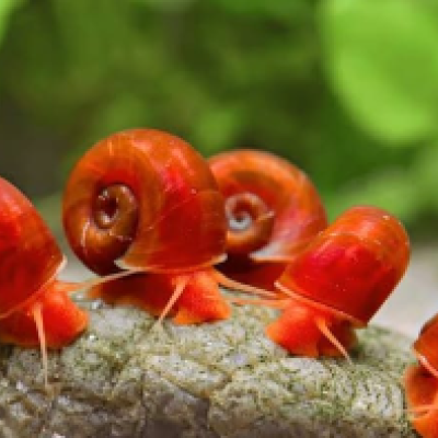 Red Ramshorn Snail – Freshwater Detritus Cleaner – Per Snail