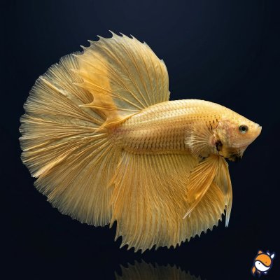 Yellow OHM Betta Male