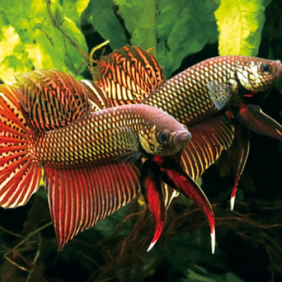 Copper Smaragdina Betta – Wild Mouthbrooding Betta